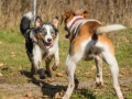 Hundemaedchen_Maggy_Gaia_Hundefreunde_Wanderung_Forum_Theo_Brooke_Smilla_Kito_Ulrichstein_Wandern_Spaziergang (74)