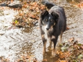 Hundemaedchen_Maggy_Gaia_Hundefreunde_Wanderung_Forum_Theo_Brooke_Smilla_Kito_Ulrichstein_Wandern_Spaziergang (97)