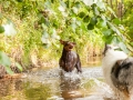 Border_Collie_Mischling_Maggy_Langhaarcollie_Rough_Gaia_Dobermann_Spencer_tricolor_bluemerle_braun_Hundefreunde_Fotografin_Christine_Hemlep (13)