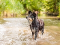 Border_Collie_Mischling_Maggy_Langhaarcollie_Rough_Gaia_Dobermann_Spencer_tricolor_bluemerle_braun_Hundefreunde_Fotografin_Christine_Hemlep (2)