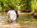 Border_Collie_Mischling_Maggy_Langhaarcollie_Rough_Gaia_Dobermann_Spencer_tricolor_bluemerle_braun_Hundefreunde_Fotografin_Christine_Hemlep (3)