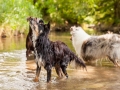 Border_Collie_Mischling_Maggy_Langhaarcollie_Rough_Gaia_Dobermann_Spencer_tricolor_bluemerle_braun_Hundefreunde_Fotografin_Christine_Hemlep (7)