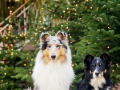 Border_Collie_Mischling_Maggy_tricolor_Langhaarocollie_Rough_Collie_Gaia_bluemerle_Marburg_Weihnachten_Weihnachtsbaum (3)