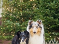 Border_Collie_Mischling_Maggy_tricolor_Langhaarocollie_Rough_Collie_Gaia_bluemerle_Marburg_Weihnachten_Weihnachtsbaum (5)