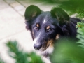 Border_Collie_Mischling_Maggy_tricolor_Marburg_Weihnachtsbaum_Weihnachten_Tannenbaum (1)