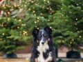 Border_Collie_Mischling_Maggy_tricolor_Marburg_Weihnachtsbaum_Weihnachten_Tannenbaum (3)