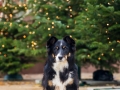 Border_Collie_Mischling_Maggy_tricolor_Marburg_Weihnachtsbaum_Weihnachten_Tannenbaum (5)