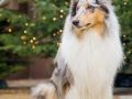 Langhaarcollie_Rough_Collie_Gaia_bluemerle_Marburg_Weihnachten_Weihnachtsbaum_Tannenbaum (11)