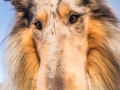 Hundemaedchen_Gaia_Langhaarcollie_Collie_Rough_Bluemerle_Weitwinkel_Spass_Aufnahme_Fotografin_Christine_Hemlep (109)