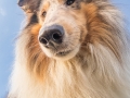 Hundemaedchen_Gaia_Langhaarcollie_Collie_Rough_Bluemerle_Weitwinkel_Spass_Aufnahme_Fotografin_Christine_Hemlep (64)