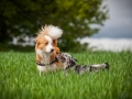 Welpentreff_Junghundetreff_Welpen_Junghunde_Langhaarcollie_Border_Collie_Australian_Shepherd_Mini_Mischling_Gelbbacke_Schaeferhund_Marburg_Gaia_Maggy (10)