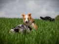 Welpentreff_Junghundetreff_Welpen_Junghunde_Langhaarcollie_Border_Collie_Australian_Shepherd_Mini_Mischling_Gelbbacke_Schaeferhund_Marburg_Gaia_Maggy (12)