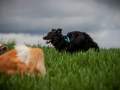 Welpentreff_Junghundetreff_Welpen_Junghunde_Langhaarcollie_Border_Collie_Australian_Shepherd_Mini_Mischling_Gelbbacke_Schaeferhund_Marburg_Gaia_Maggy (14)