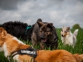 Welpentreff_Junghundetreff_Welpen_Junghunde_Langhaarcollie_Border_Collie_Australian_Shepherd_Mini_Mischling_Gelbbacke_Schaeferhund_Marburg_Gaia_Maggy (18)