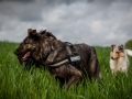 Welpentreff_Junghundetreff_Welpen_Junghunde_Langhaarcollie_Border_Collie_Australian_Shepherd_Mini_Mischling_Gelbbacke_Schaeferhund_Marburg_Gaia_Maggy (19)