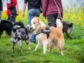 Welpentreff_Junghundetreff_Welpen_Junghunde_Langhaarcollie_Border_Collie_Australian_Shepherd_Mini_Mischling_Gelbbacke_Schaeferhund_Marburg_Gaia_Maggy (2)