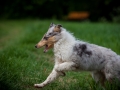 Welpentreff_Junghundetreff_Welpen_Junghunde_Langhaarcollie_Border_Collie_Australian_Shepherd_Mini_Mischling_Gelbbacke_Schaeferhund_Marburg_Gaia_Maggy (21)