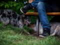 Welpentreff_Junghundetreff_Welpen_Junghunde_Langhaarcollie_Border_Collie_Australian_Shepherd_Mini_Mischling_Gelbbacke_Schaeferhund_Marburg_Gaia_Maggy (23)