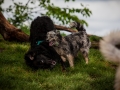 Welpentreff_Junghundetreff_Welpen_Junghunde_Langhaarcollie_Border_Collie_Australian_Shepherd_Mini_Mischling_Gelbbacke_Schaeferhund_Marburg_Gaia_Maggy (26)