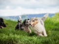 Welpentreff_Junghundetreff_Welpen_Junghunde_Langhaarcollie_Border_Collie_Australian_Shepherd_Mini_Mischling_Gelbbacke_Schaeferhund_Marburg_Gaia_Maggy (28)