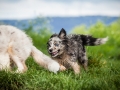 Welpentreff_Junghundetreff_Welpen_Junghunde_Langhaarcollie_Border_Collie_Australian_Shepherd_Mini_Mischling_Gelbbacke_Schaeferhund_Marburg_Gaia_Maggy (29)