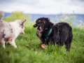 Welpentreff_Junghundetreff_Welpen_Junghunde_Langhaarcollie_Border_Collie_Australian_Shepherd_Mini_Mischling_Gelbbacke_Schaeferhund_Marburg_Gaia_Maggy (31)