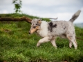Welpentreff_Junghundetreff_Welpen_Junghunde_Langhaarcollie_Border_Collie_Australian_Shepherd_Mini_Mischling_Gelbbacke_Schaeferhund_Marburg_Gaia_Maggy (32)