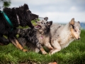 Welpentreff_Junghundetreff_Welpen_Junghunde_Langhaarcollie_Border_Collie_Australian_Shepherd_Mini_Mischling_Gelbbacke_Schaeferhund_Marburg_Gaia_Maggy (33)