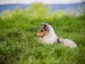 Welpentreff_Junghundetreff_Welpen_Junghunde_Langhaarcollie_Border_Collie_Australian_Shepherd_Mini_Mischling_Gelbbacke_Schaeferhund_Marburg_Gaia_Maggy (34)