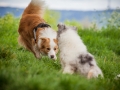 Welpentreff_Junghundetreff_Welpen_Junghunde_Langhaarcollie_Border_Collie_Australian_Shepherd_Mini_Mischling_Gelbbacke_Schaeferhund_Marburg_Gaia_Maggy (35)