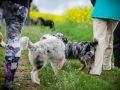 Welpentreff_Junghundetreff_Welpen_Junghunde_Langhaarcollie_Border_Collie_Australian_Shepherd_Mini_Mischling_Gelbbacke_Schaeferhund_Marburg_Gaia_Maggy (4)