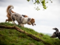 Welpentreff_Junghundetreff_Welpen_Junghunde_Langhaarcollie_Border_Collie_Australian_Shepherd_Mini_Mischling_Gelbbacke_Schaeferhund_Marburg_Gaia_Maggy (43)