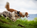 Welpentreff_Junghundetreff_Welpen_Junghunde_Langhaarcollie_Border_Collie_Australian_Shepherd_Mini_Mischling_Gelbbacke_Schaeferhund_Marburg_Gaia_Maggy (45)