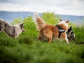 Welpentreff_Junghundetreff_Welpen_Junghunde_Langhaarcollie_Border_Collie_Australian_Shepherd_Mini_Mischling_Gelbbacke_Schaeferhund_Marburg_Gaia_Maggy (47)