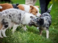 Welpentreff_Junghundetreff_Welpen_Junghunde_Langhaarcollie_Border_Collie_Australian_Shepherd_Mini_Mischling_Gelbbacke_Schaeferhund_Marburg_Gaia_Maggy (5)