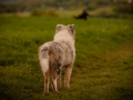 Welpentreff_Junghundetreff_Welpen_Junghunde_Langhaarcollie_Border_Collie_Australian_Shepherd_Mini_Mischling_Gelbbacke_Schaeferhund_Marburg_Gaia_Maggy (50)