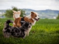 Welpentreff_Junghundetreff_Welpen_Junghunde_Langhaarcollie_Border_Collie_Australian_Shepherd_Mini_Mischling_Gelbbacke_Schaeferhund_Marburg_Gaia_Maggy (53)