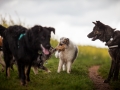 Welpentreff_Junghundetreff_Welpen_Junghunde_Langhaarcollie_Border_Collie_Australian_Shepherd_Mini_Mischling_Gelbbacke_Schaeferhund_Marburg_Gaia_Maggy (54)