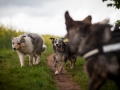 Welpentreff_Junghundetreff_Welpen_Junghunde_Langhaarcollie_Border_Collie_Australian_Shepherd_Mini_Mischling_Gelbbacke_Schaeferhund_Marburg_Gaia_Maggy (55)