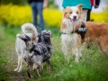 Welpentreff_Junghundetreff_Welpen_Junghunde_Langhaarcollie_Border_Collie_Australian_Shepherd_Mini_Mischling_Gelbbacke_Schaeferhund_Marburg_Gaia_Maggy (6)