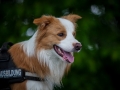Welpentreff_Junghundetreff_Welpen_Junghunde_Langhaarcollie_Border_Collie_Australian_Shepherd_Mini_Mischling_Gelbbacke_Schaeferhund_Marburg_Gaia_Maggy (60)