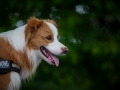 Welpentreff_Junghundetreff_Welpen_Junghunde_Langhaarcollie_Border_Collie_Australian_Shepherd_Mini_Mischling_Gelbbacke_Schaeferhund_Marburg_Gaia_Maggy (63)