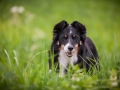 Welpentreff_Junghundetreff_Welpen_Junghunde_Langhaarcollie_Border_Collie_Australian_Shepherd_Mini_Mischling_Gelbbacke_Schaeferhund_Marburg_Gaia_Maggy (67)