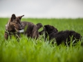 Welpentreff_Junghundetreff_Welpen_Junghunde_Langhaarcollie_Border_Collie_Australian_Shepherd_Mini_Mischling_Gelbbacke_Schaeferhund_Marburg_Gaia_Maggy (73)