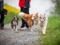 Welpentreff_Junghundetreff_Welpen_Junghunde_Langhaarcollie_Border_Collie_Australian_Shepherd_Mini_Mischling_Gelbbacke_Schaeferhund_Marburg_Gaia_Maggy (76)