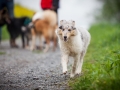 Welpentreff_Junghundetreff_Welpen_Junghunde_Langhaarcollie_Border_Collie_Australian_Shepherd_Mini_Mischling_Gelbbacke_Schaeferhund_Marburg_Gaia_Maggy (79)