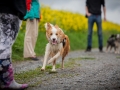 Welpentreff_Junghundetreff_Welpen_Junghunde_Langhaarcollie_Border_Collie_Australian_Shepherd_Mini_Mischling_Gelbbacke_Schaeferhund_Marburg_Gaia_Maggy (81)