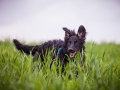 Welpentreff_Junghundetreff_Welpen_Junghunde_Langhaarcollie_Border_Collie_Australian_Shepherd_Mini_Mischling_Gelbbacke_Schaeferhund_Marburg_Gaia_Maggy (86)