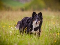 Welpentreff_Junghundetreff_Welpen_Junghunde_Langhaarcollie_Border_Collie_Australian_Shepherd_Mini_Mischling_Gelbbacke_Schaeferhund_Marburg_Gaia_Maggy (88)