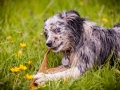Welpentreff_Junghundetreff_Welpen_Junghunde_Langhaarcollie_Border_Collie_Australian_Shepherd_Mini_Mischling_Gelbbacke_Schaeferhund_Marburg_Gaia_Maggy (89)